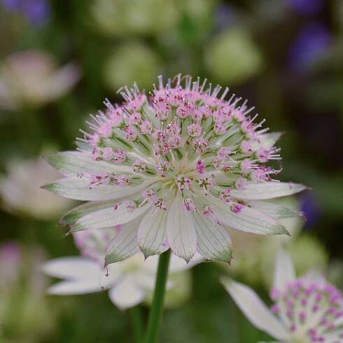 Astrantia major 'Buckland'