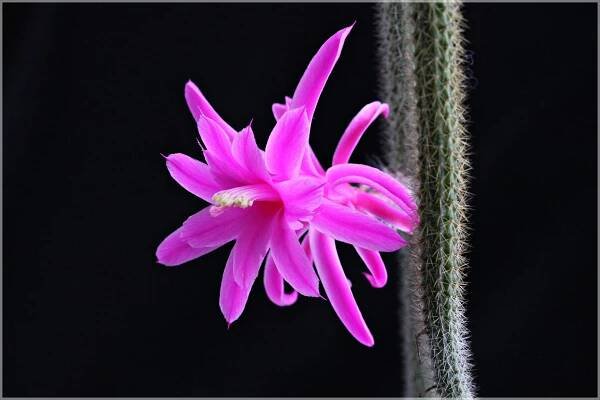 Kaktus des Jahres 2024 – Von Anfang an dabei, der Peitschenkaktus Aporocactus flagelliformis – Deutsche Kakteen-Gesellschaft