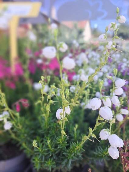 Daboecia cantabrica 'Bella Beauties' - Obrázek 4