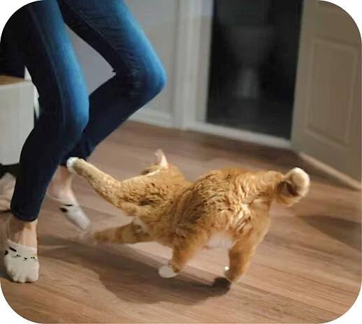 Kočky mají svůj &quotlovící tanec" - Kitty Care 