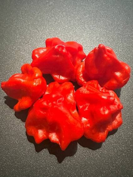 Chilli papričky Atomic Starfish sadba 1 ks