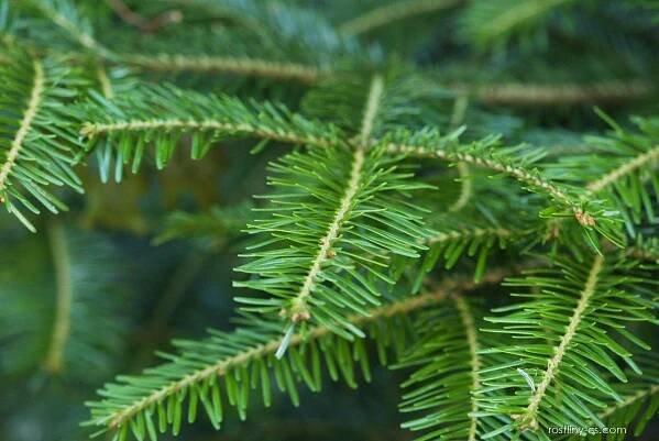 Jedle obrovská (Abies grandis)