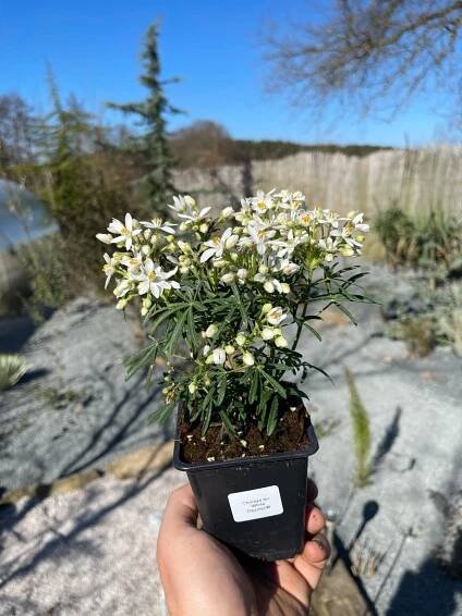 Choísie - Choisya x dewitteana "White Dazzler"