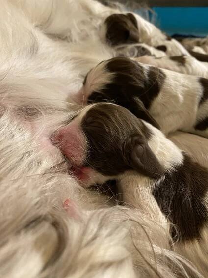 I LITTER – Favours