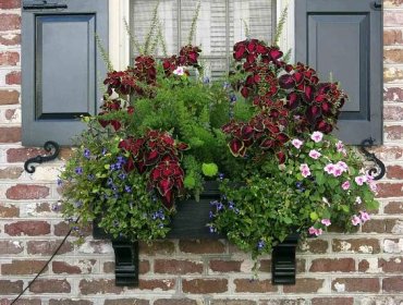 spring window box with rich red coleus