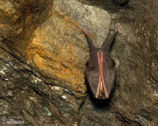 Vrápenec malý | Naturfoto.cz