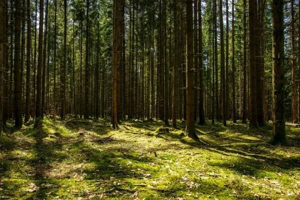 Bavorský les: zoo, kde se projdete mezi divočáky | Slevomat.cz