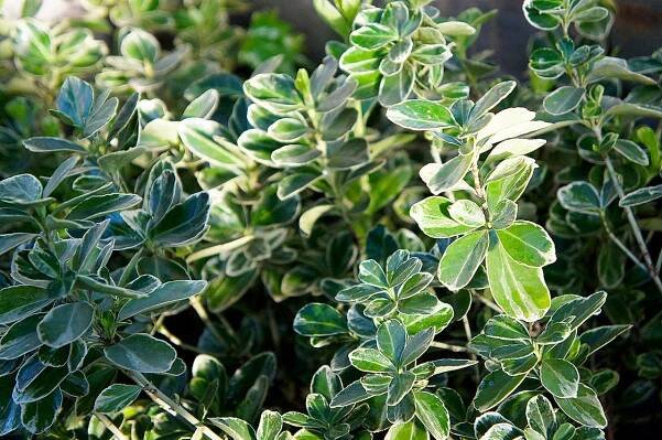 Plant Nursery in Saharanpur