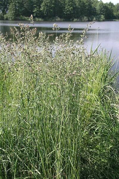 Soubor:Dactylis glomerata.jpg – Wikipedie