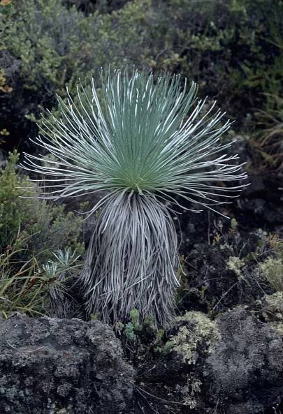 Argyroxiphium kauense