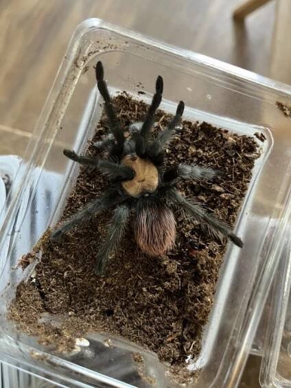 Brachypelma albiceps