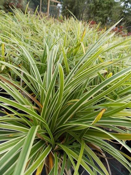 Carex morrowii ICE DANCE