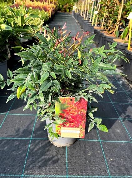 Nandina domestica 'Obsessed'