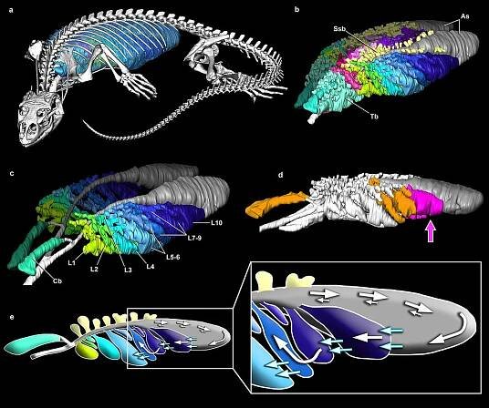 Lizard lungs