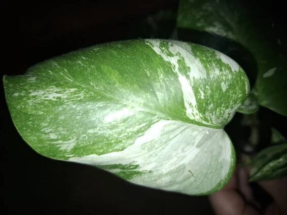Monstera Deliciosa Alba