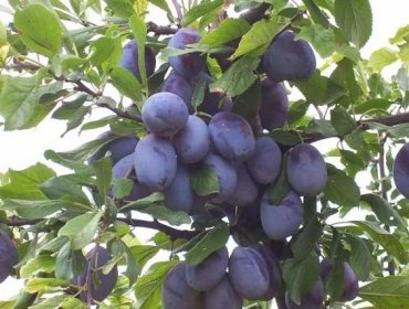 Domácí Švestka (Prunus domestica) - Pěkná Zahrada
