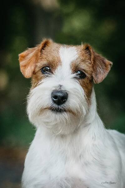 IT´S NOW OR NEVER BOHEMIAN TOUCH – Jack Russell teriér od Hadího potoka