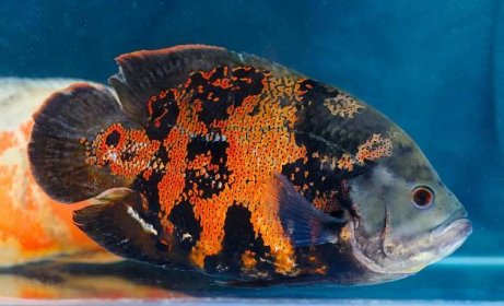 Oscar Fish Size: How Big Do Oscar Fish Get? - Fish Laboratory