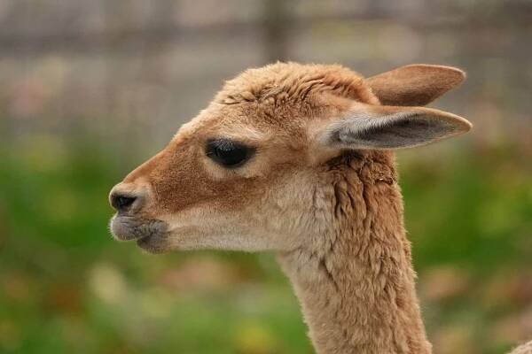 V ostravské zoo se zabydlel nový druh. Z Německa dorazily divoké lamy vikuně