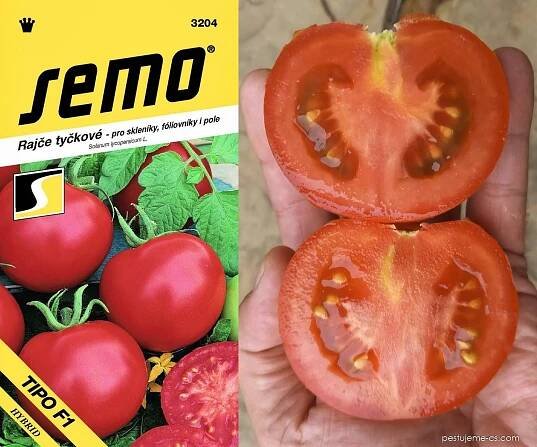 Lilek rajče Tipo F1 (Solanum lycopersicum)