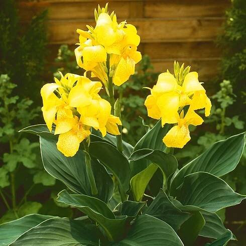 Canna 'Yellow' - kana 2L