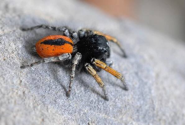 Soubor:Philaeus chrysops.jpg – Wikipedie