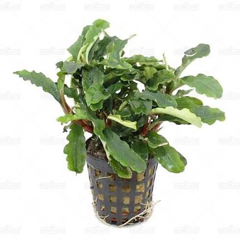 Bucephalandra sp. 'Theia Green'