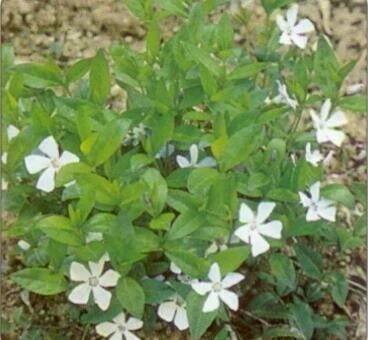 Barvínek menší 'Alba' - Vinca minor 'Alba'