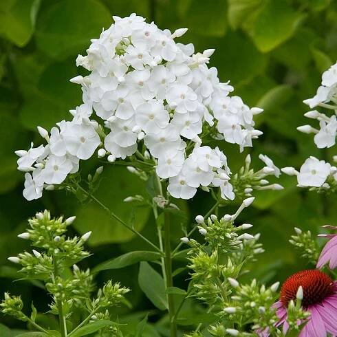 Phlox paniculata 'David'
