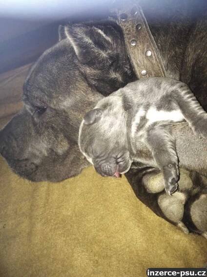 Americký bandog