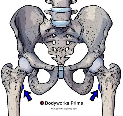 psoas major insertion