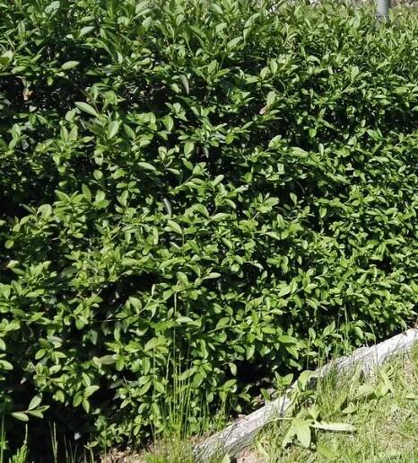 Ptačí zob - Ligustrum vulgare