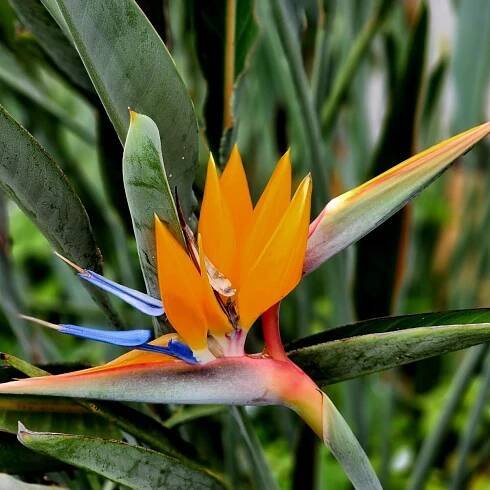 Bird of Paradise