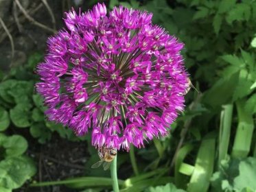 Okrasný česnek | Allium pěstování - ČESKÉSTAVBY.cz