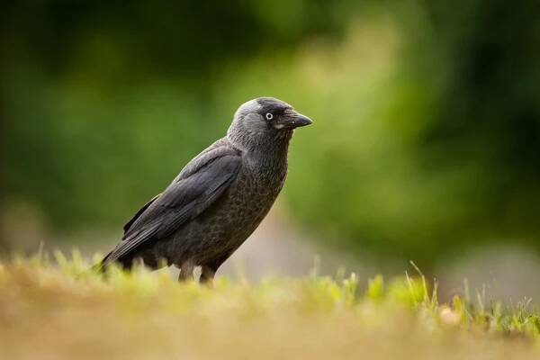 Kavka obecná (Corvus monedula)
