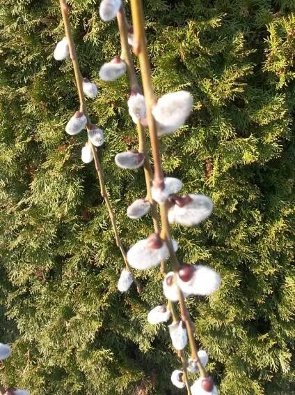  Salix caprea Kilmarnock -  vrba jíva převislá   