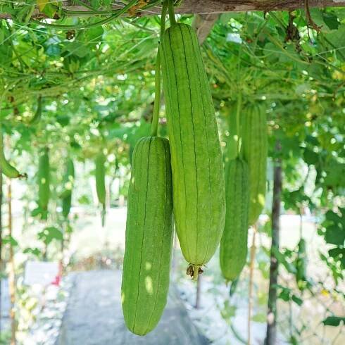 BIO Lufa válcovitá – Luffa cylindrica – semena lufy