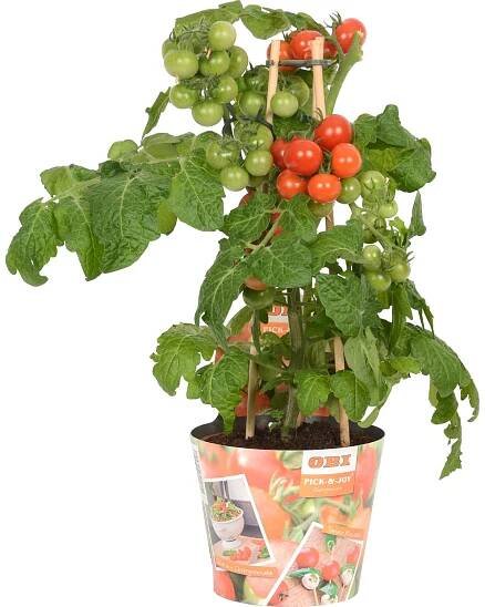 OBI Cherry rajčata Pick & Joy pr. květináče 14 cm, výška 40-50 cm