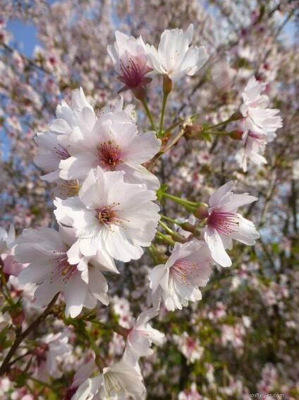 Slivoň vyříznutá Mikinori - větévky s květy (Prunus incisa)