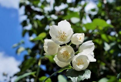 Jasmín: aromatický „evergreen“ na vaší zahradě i doma | Elegantní bydlení