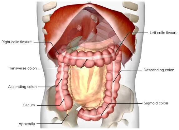 Colon, Cecum, and Appendix: Anatomy
