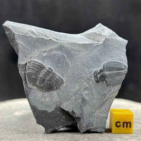 Elrathia Trilobite (medium), Cambrian, USA