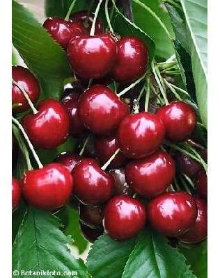 třešeň chrupka - pozdní - samosprašná 'SUNBURST' (Prunus avium)