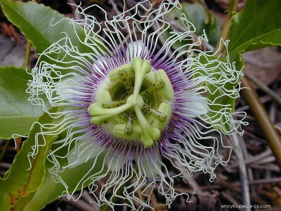 Mučenka purpurová - Passiflora edulis