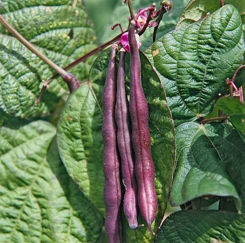 royal burgundy bean