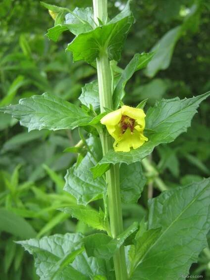 Divizna švábovitá - Verbascum blattaria
