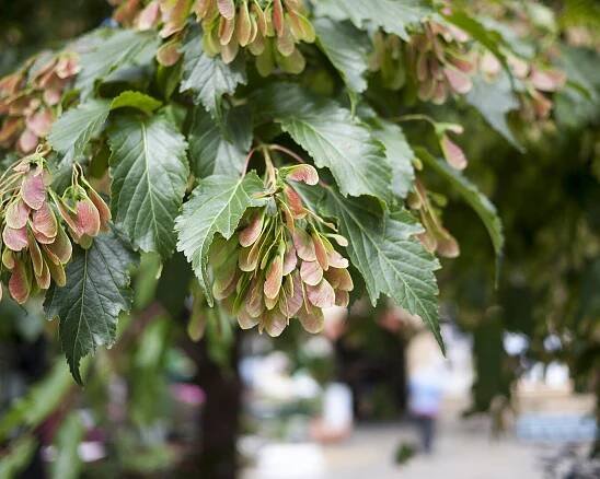 Support us — Urban Tree Festival