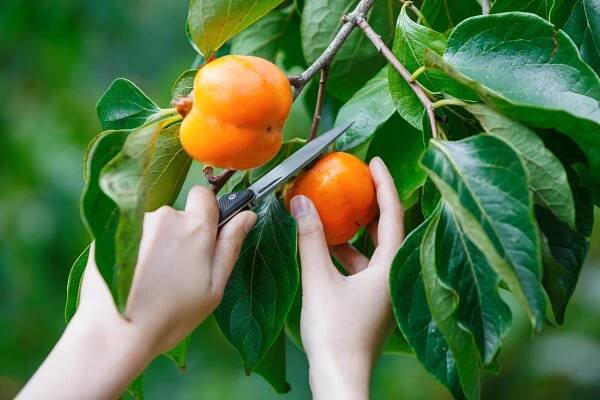Kaki – exotické ovoce nabité vitamíny | Globus