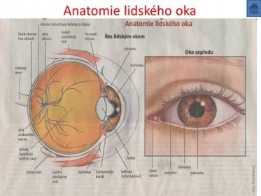 Anatomie lidského oka