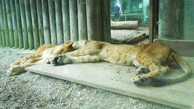 Liberec 1: Zoologická zahrada